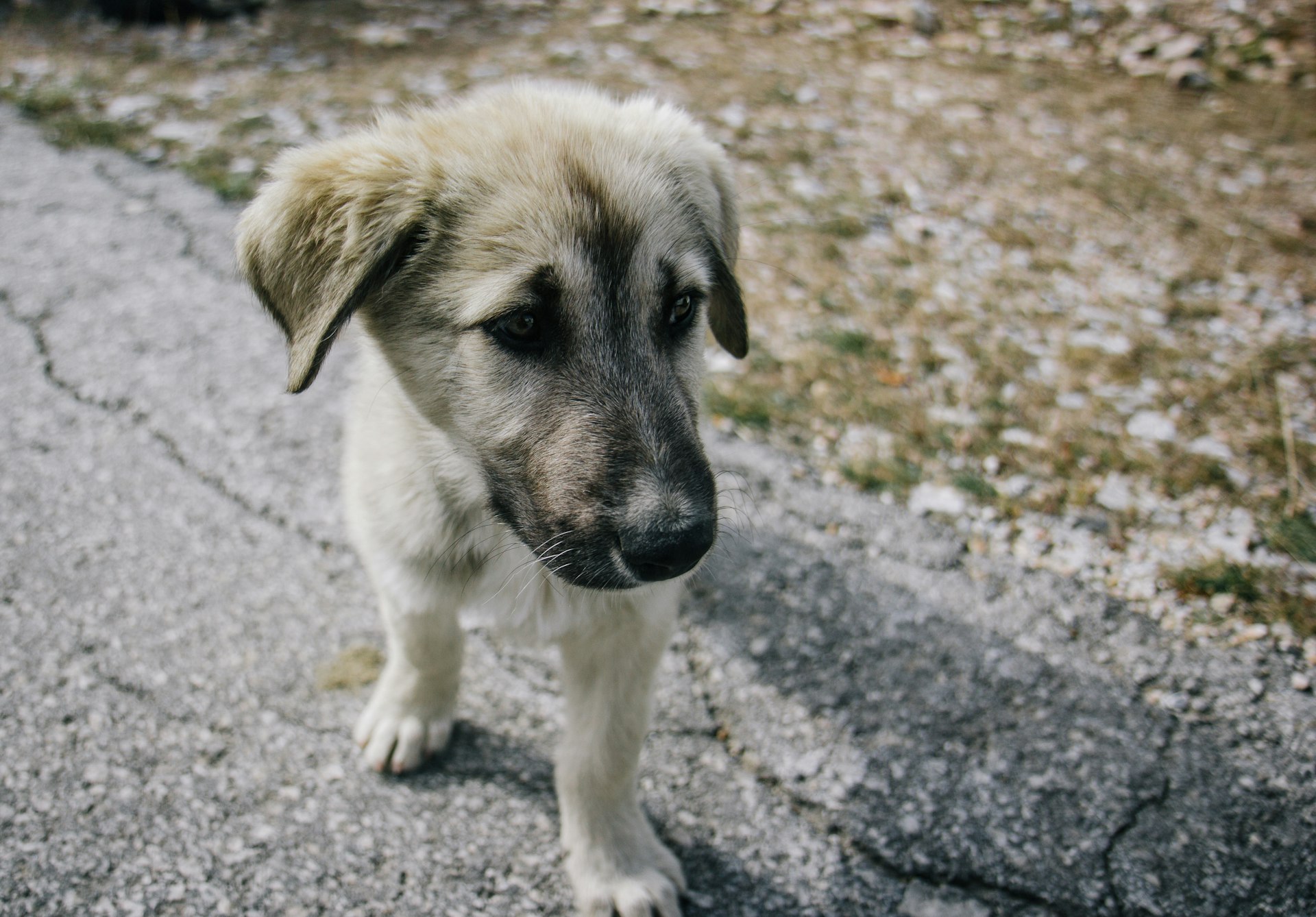 short-coated white puppy on concrete surface